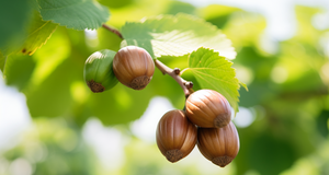 Hazelnut Innovation: Advancements in Cultivation and Processing