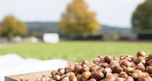 From Field to Fork: The Journey of Hazelnuts in the Supply Chain