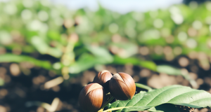 Sustainable Hazelnut Farming: The Future of the Industry