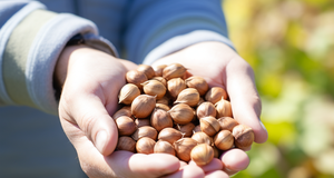 The Global Market for Hazelnuts: Trends and Forecasts